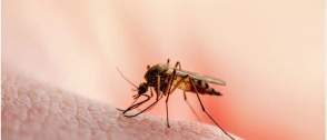 95.3% of West African stakeholders support technology-driven malaria control — Survey