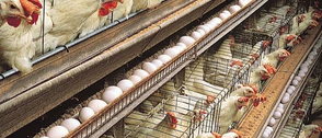 Poultry industry fastest pathway to food security, job creation – PAN president
