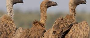 NCF urges urgent action to save Nigeria’s vultures