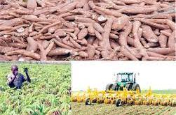 Importance of young people investing in agriculture