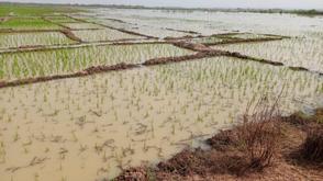 Flood devastates rice farms in Kebbi, destroys crops across Yauri Emirate