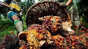 FG inaugurates committee, traceability framework to cut $600m palm oil imports