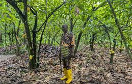 Osun farmer’s cocoa worth N1.1m stolen, 23-year-old suspect docked