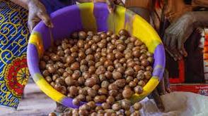 NASPAN commends FG’s ban on shea nuts exportation