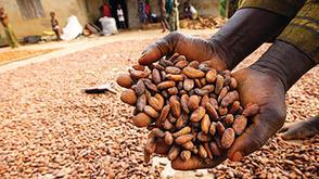 Cocoa adulteration costs us loss of premium in global market- Ondo govt.