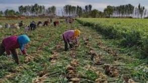 Ginger farmers decry lack of seedlings, insecurity, seek urgent intervention