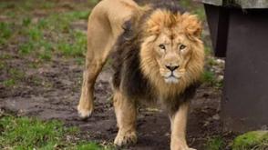 Lion kills handler at Obasanjo Presidential Library Zoological garden