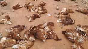 Heatwave: Poultry farmers in Bauchi decry losses