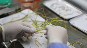 A newly discovered plant species has been identified in southern China