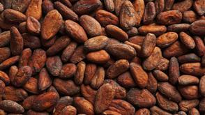 The FG aims to achieve a cocoa production goal of 500,000 metric tonnes by 2025