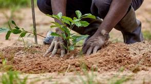 Ministry collaborates with NYSC, schools to plant trees in Adamawa