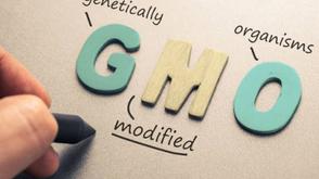 FG enhances collaboration on GMO safety