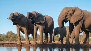 Namibia will cull over 700 wild animals, including elephants, due to drought and food shortages