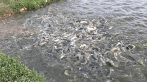 Kwara strengthens aquaculture with FAO-backed FISH4ACP training for farmers