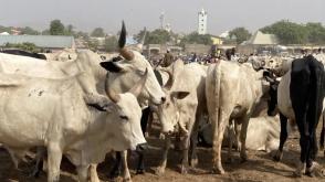 FG to relocate cattle from Abuja city centre to grazing reserves – Minister
