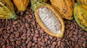 Price crash: Cocoa farmers lament financial despair