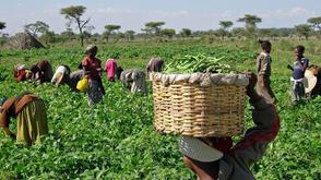 Climate change: Experts caution farmers against hasty planting