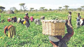 Food Security: Adamawa Govt. expends N2bn on farm inputs
