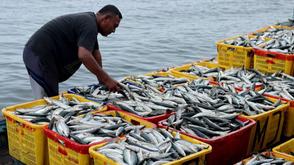 Nigeria loses multibillion dollars to illegal, unregulated fishing – FG raises alarm