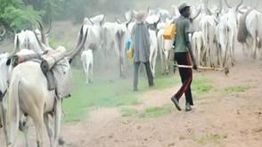 Farmers seek Gombe govt’s intervention over herders’ encroachment