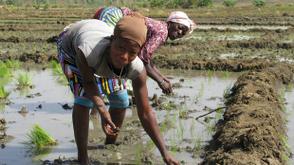 Dry season: Jigawa council supports 200 rice farmers