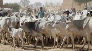 Ranching is the only road to ending farmers-herders clashes