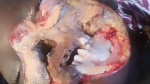 Adamawa community laments outbreak of strange ailment