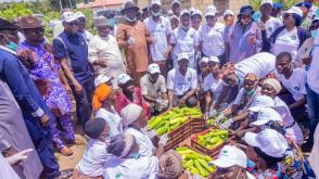 Kogi records 260kg weekly harvest from greenhouse cucumber project