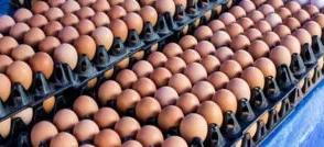 Egg remains cheapest protein source – PAN