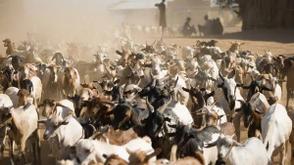 Police arrest seven cattle rustlers, recover stolen animals in Jigawa