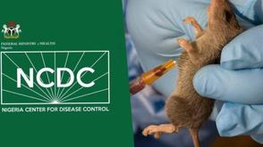 Lassa cases drop, deaths remain high – NCDC