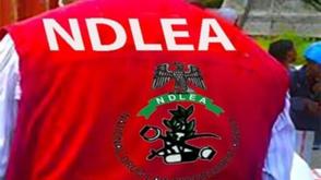 NDLEA thwarts international drug syndicates, seizes illicit consignments