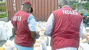 NDLEA expresses concern over high cannabis, 'loud' abuse in Oyo 
