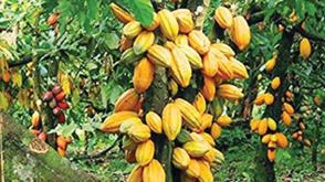 Ekiti govt distributes 50,000 cocoa seedlings, encourages youths to invest in farming