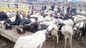 Sallah rams: Prices rise in Kano, buyers lament