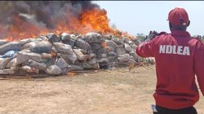 NDLEA destroys 8,000kgs of illicit drugs in Yobe