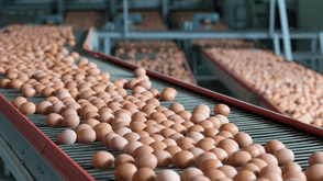 Lagos egg powder factory begins operations in Q4 – PAN