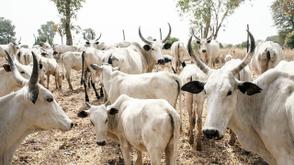 Adamawa approves N5bn to modernise livestock and grain markets