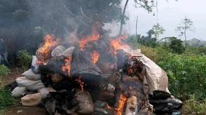 NDLEA seizes, destroys over 18,000kg of cannabis in Edo, arrests four suspects