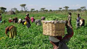 52% farmers pessimistic for Nigeria’s agricultural sector in 2026 — Report