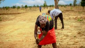 Adamawa Govt. begins N2bn agricultural support programme for smallholder farmers