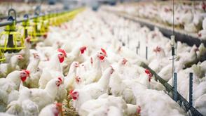 Ogun, World Bank inspect construction of 100,000 broiler facility in Odeda