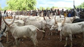 Jigawa council vaccinates 8,655 animals against livestock diseases
