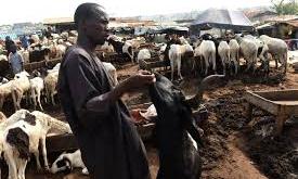 Gombe trains 67 livestock farmers on pasture development