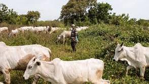 Jigawa Govt. tasks LGCs to protect grazing lands, cattle routes