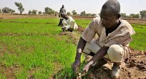 AFAN urges Jigawa farmers to embrace new seed varieties