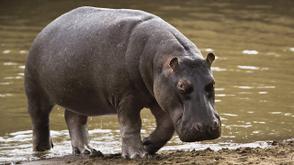 Hippopotamus attack: Gombe State Govt issues safety advisory