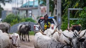 FG abolishes open grazing