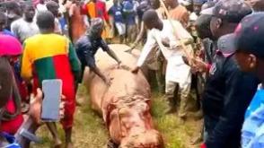 Kebbi: The hippo that killed Emir’s guard has been eliminated and distributed as meat