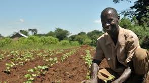 Farmer has beaten a suspected thief to death and injuries other in Ondo